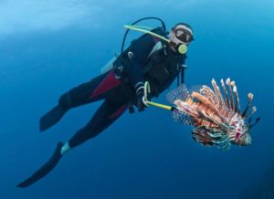 Pesci alieni invadono il Mediterraneo è pericolo tropicalizzazione